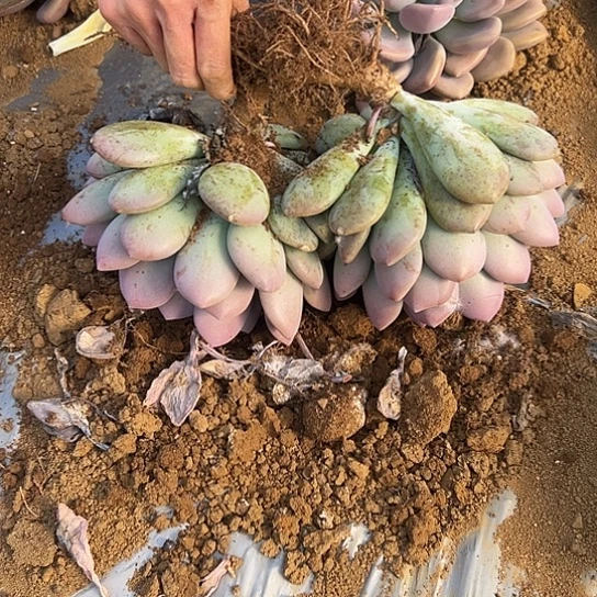 地栽奥普琳娜双头1棵（包邮不包损）
