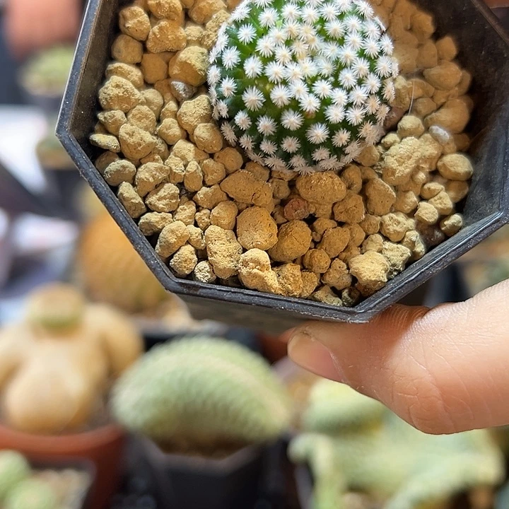 81号自根佛头春星2.6公分