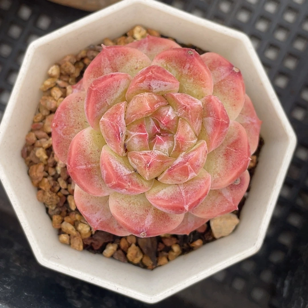 珍妮单头满35包邮