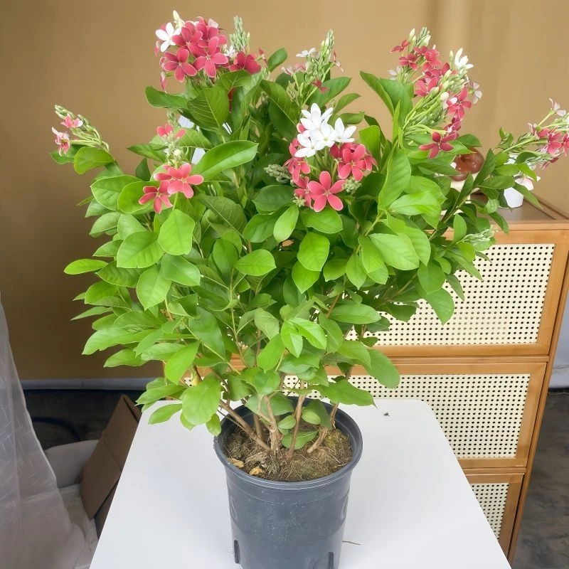 直立使君子花苗变色五彩植物四季开花芳香阳台庭院藤曼花卉盆栽
