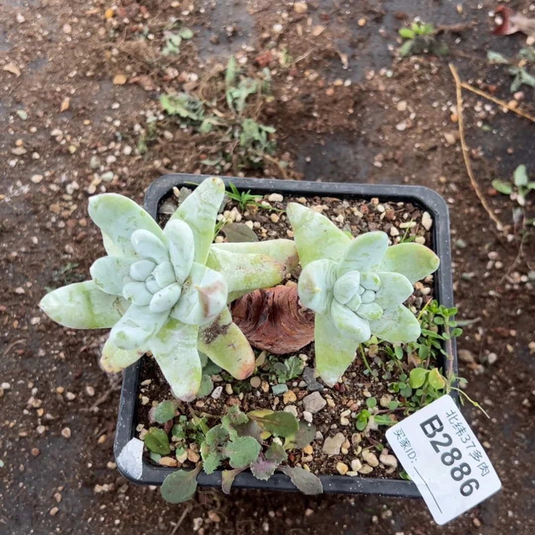 2886双头拇指哈哈哈哈哈