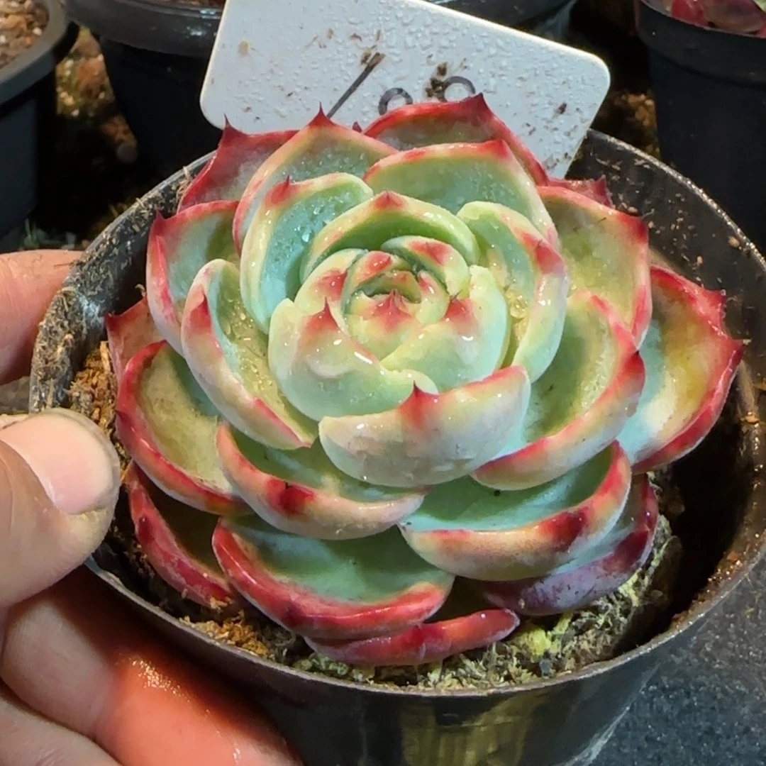 玫瑰惊鸿一物一拍包装收缩花旱109