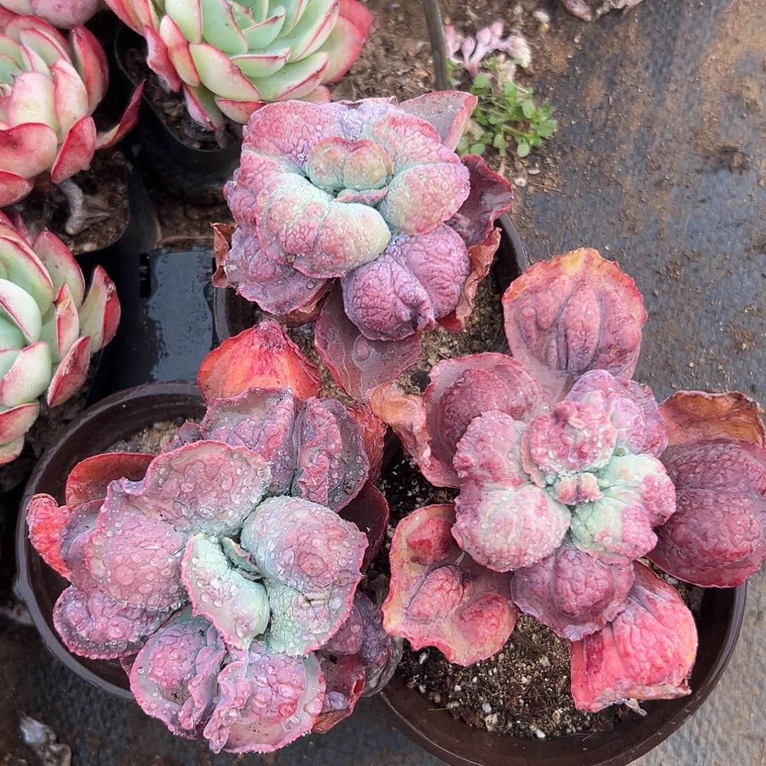 多肉植物多肉植物