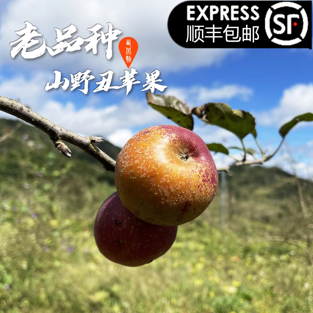现摘现发山野丑苹果《顺丰包邮》