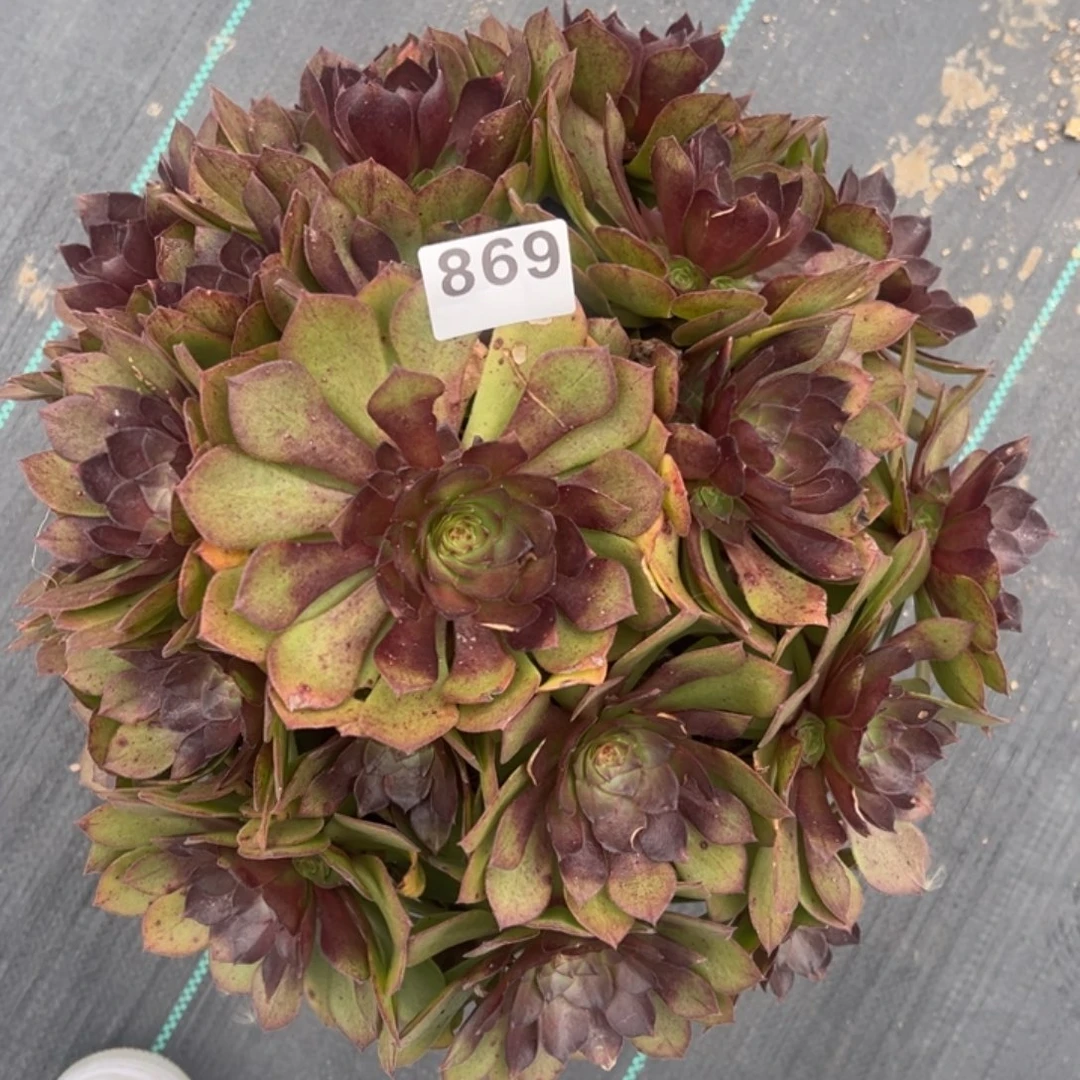 无花朵我是真的很喜欢这个