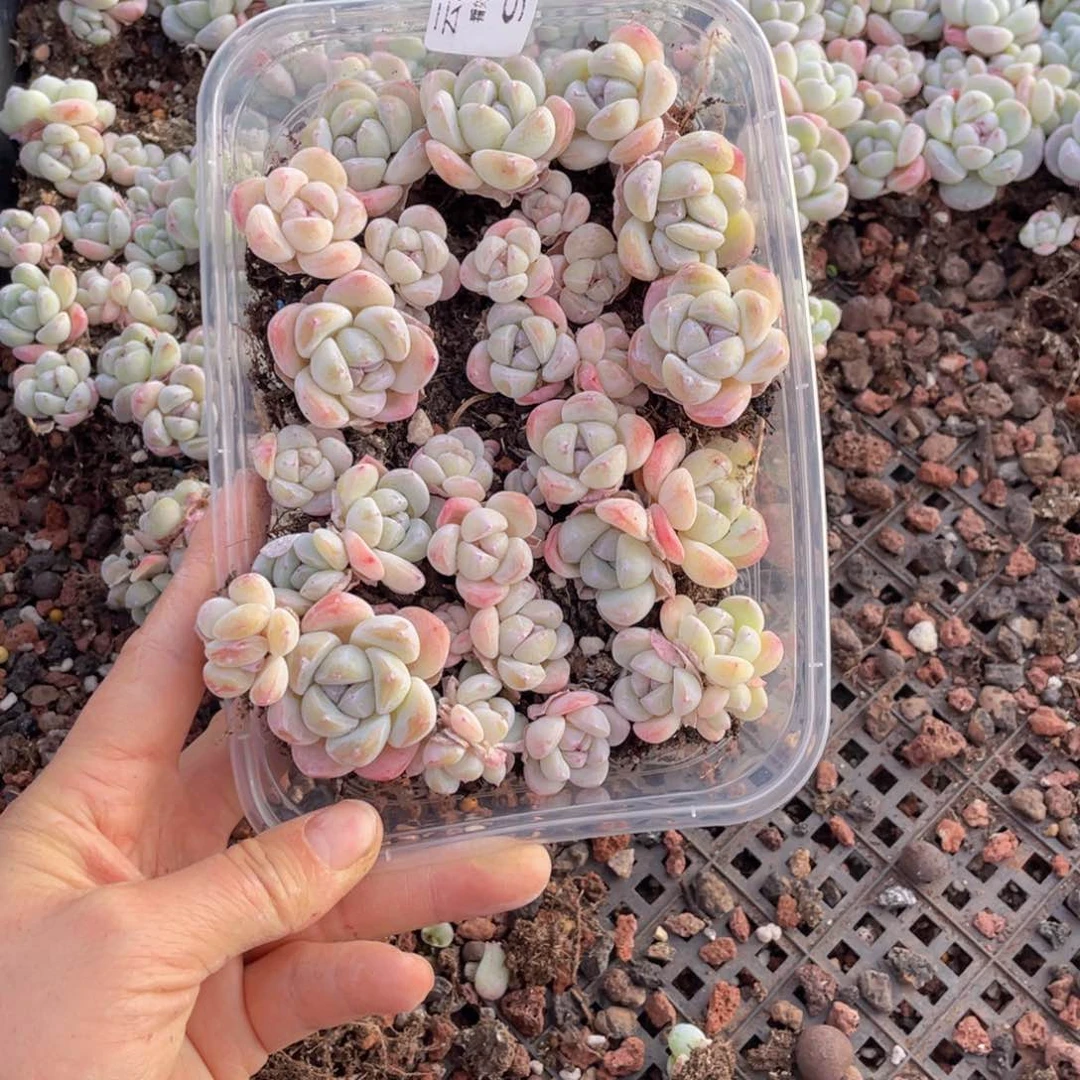 云糖心多肉植物938