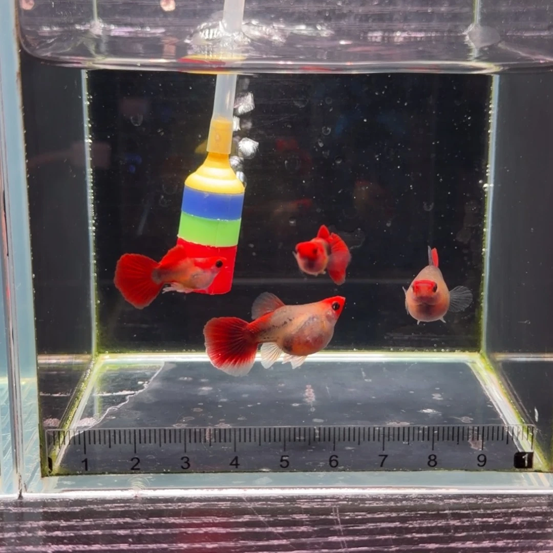 孔雀鱼黄化深海蓝玻璃猫球一对