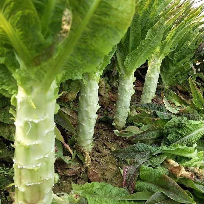 云南新鲜红叶莴笋当季现摘现发农家莴苣蔬菜