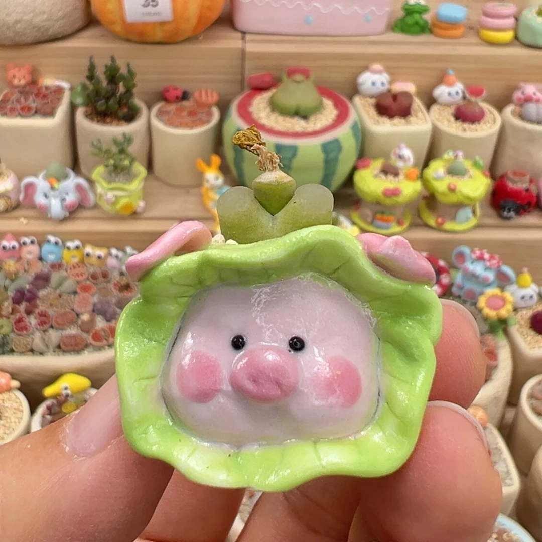 多肉植物61号拇指盆