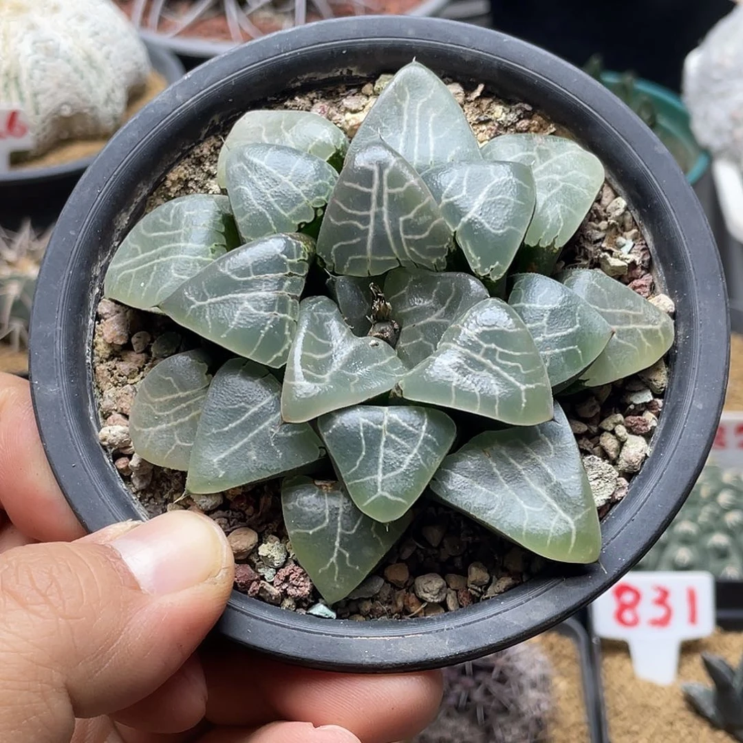 9公分 实生克里克特寿