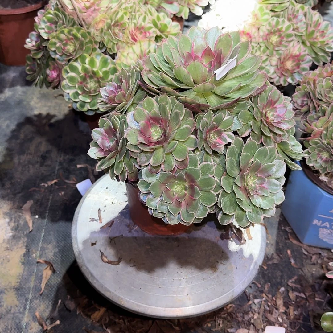 多肉植物莲花座484