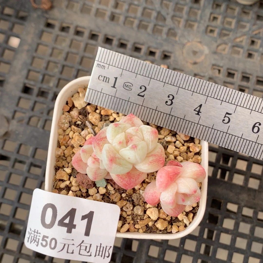 41三头白体小树冰玉冠服4.5