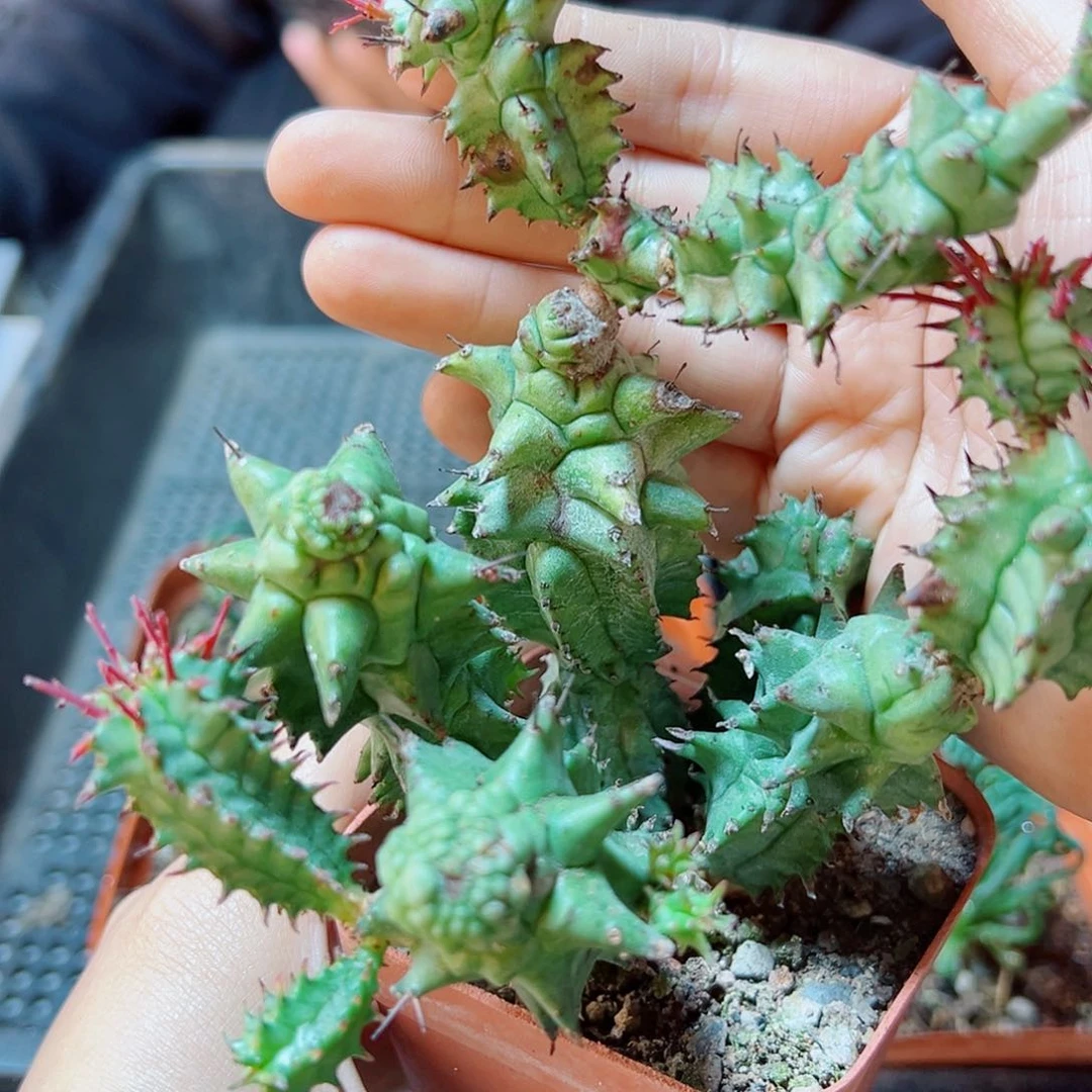 魁伟玉石化1颗9公分