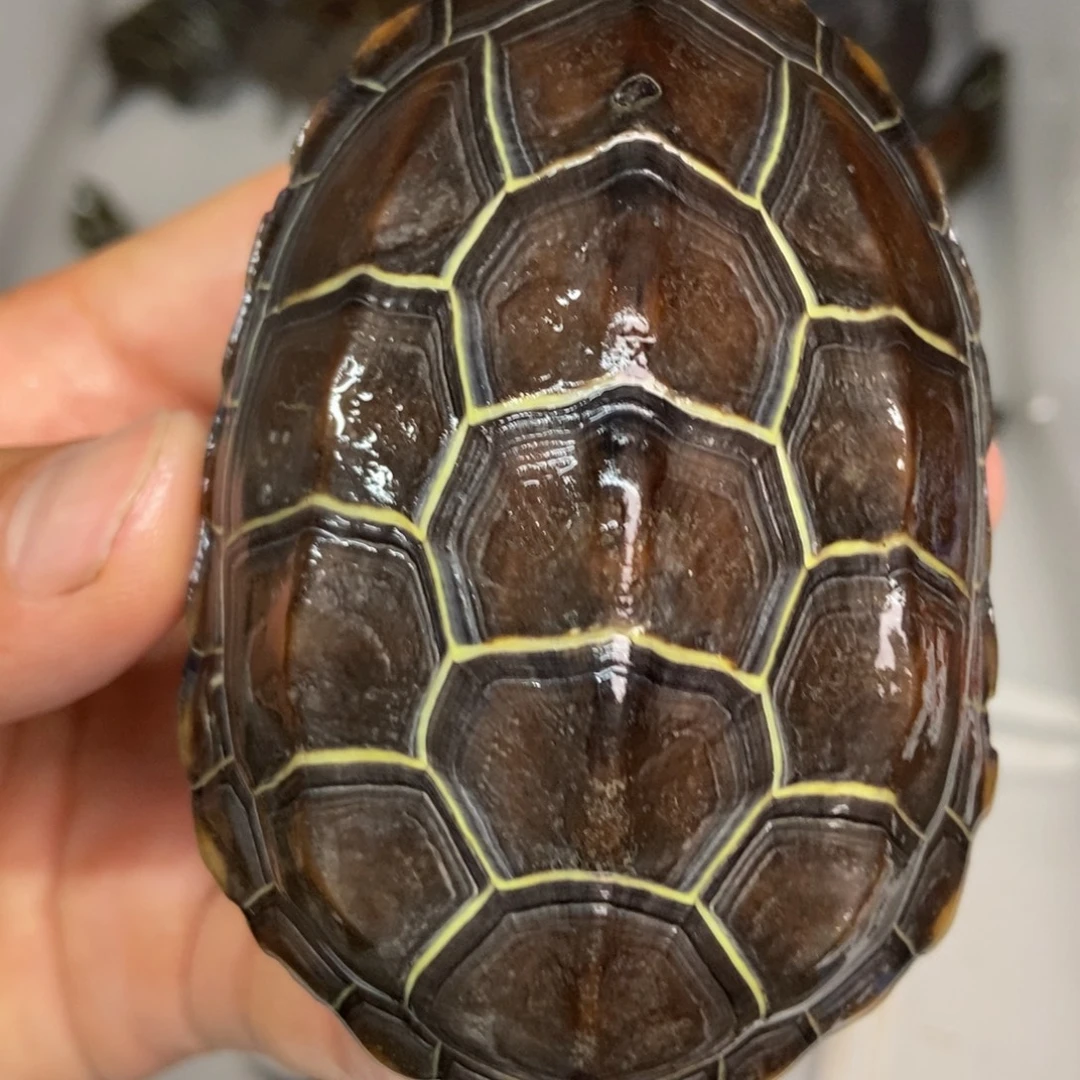 中华草龟公母搭配