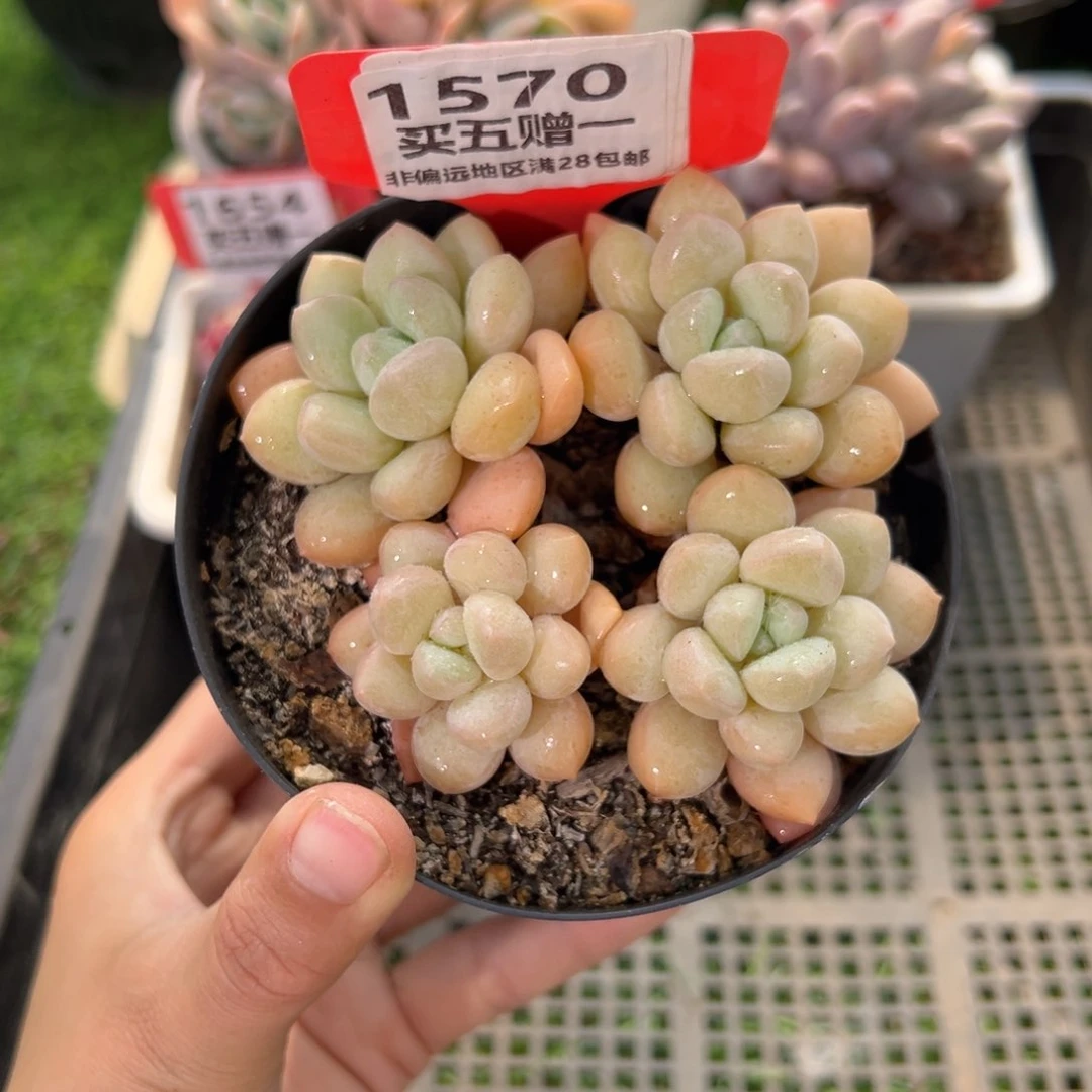 表妹精品多肉1570.