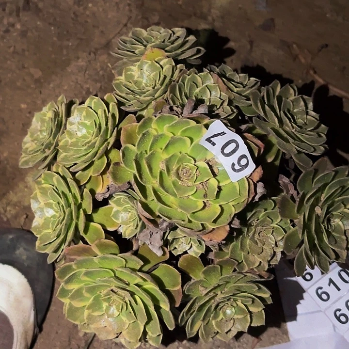 607孔雀翎多肉植物不售后
