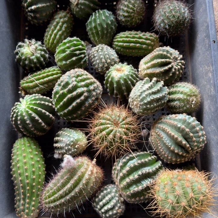 258混品种2个无根侧牙3公分左右，20包邮