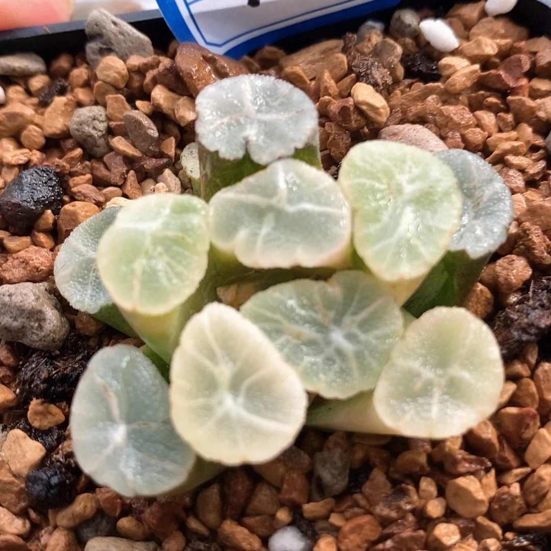 红陶1号万象锦一物一拍有伤