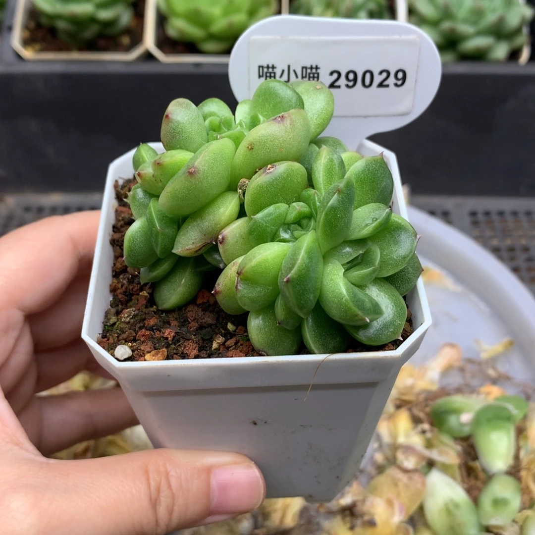 珍妮麦秆多肉植物