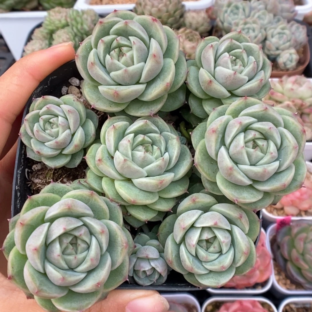 珍妮麦秆群生可拍968号