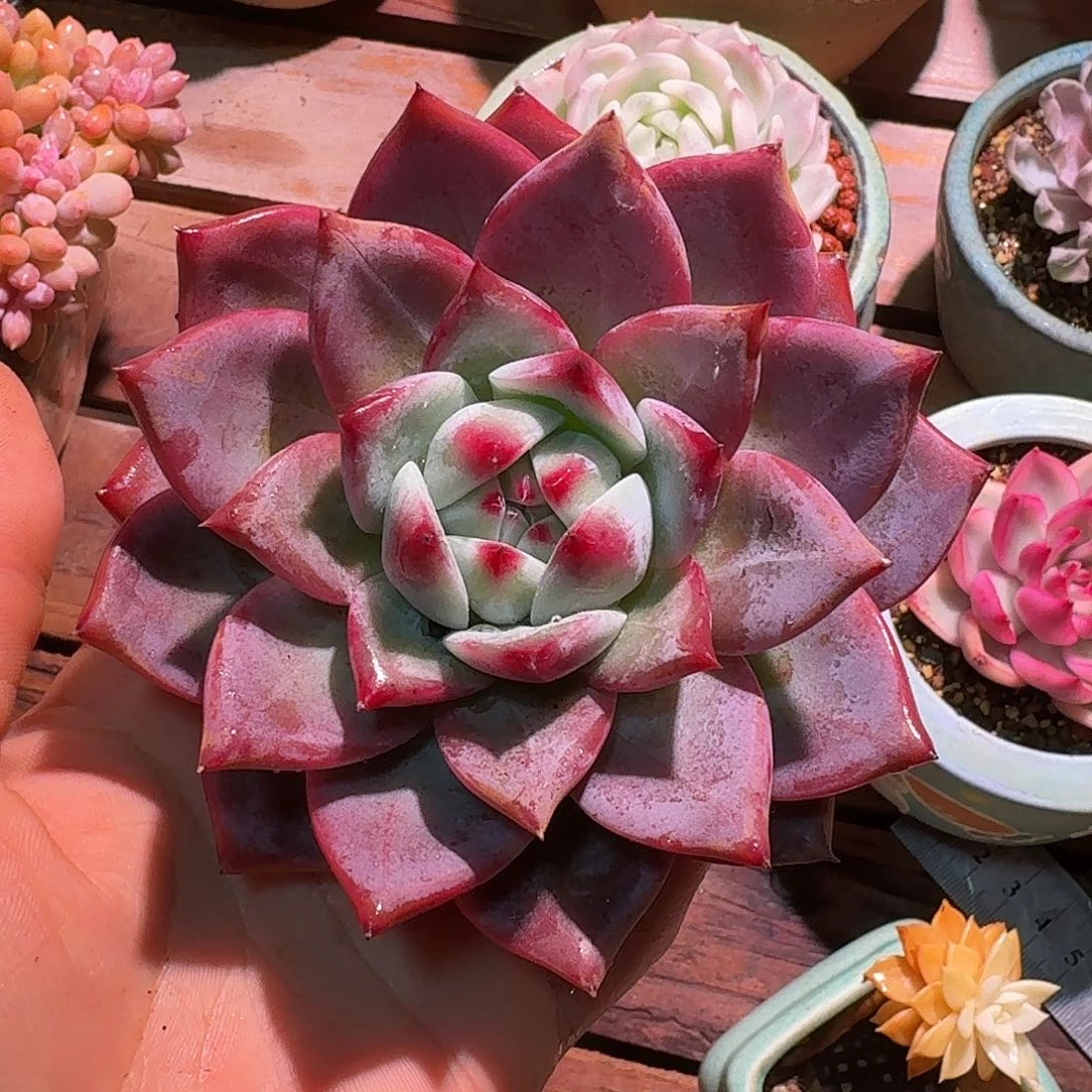 祖母绿多肉多肉多肉