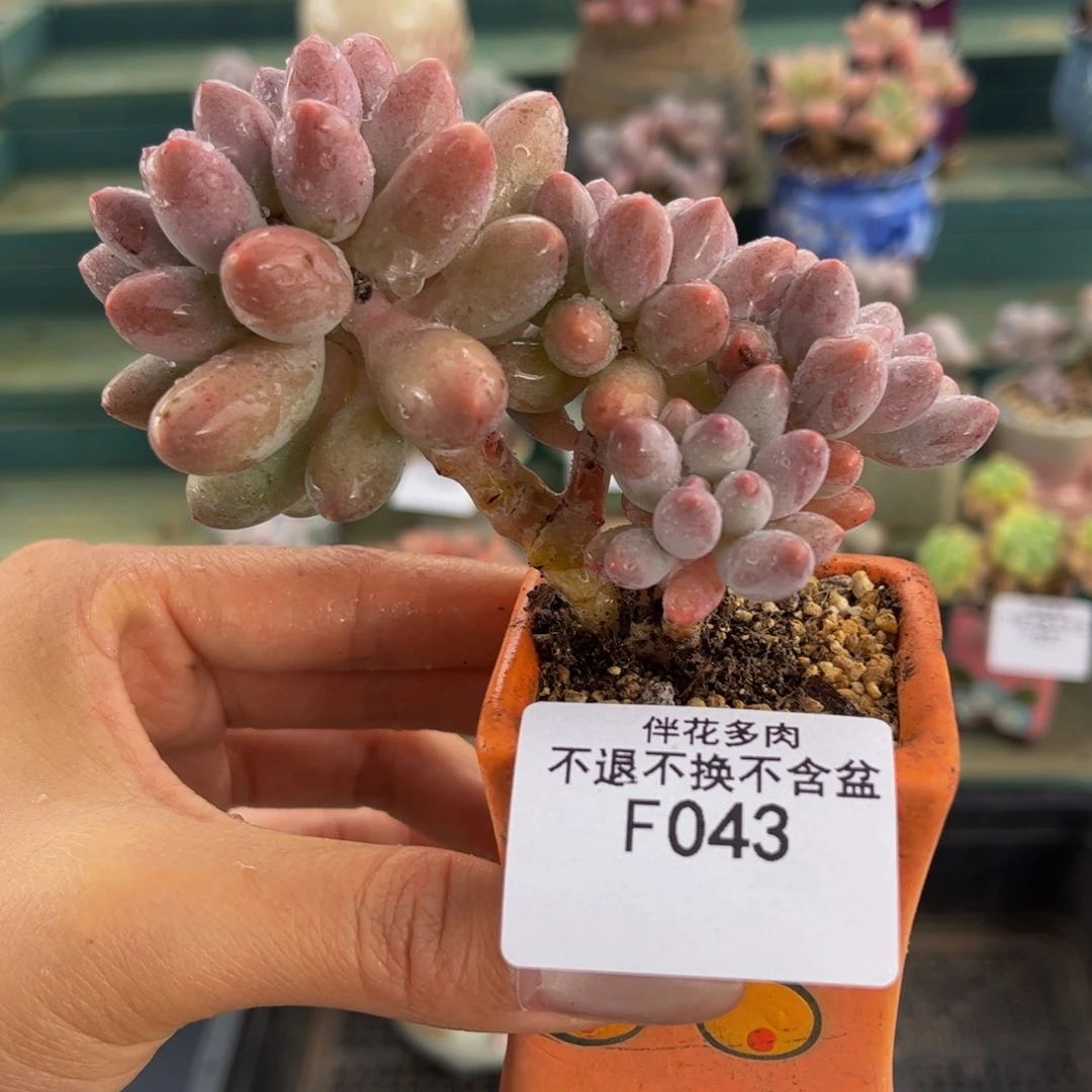 043-香水手指奶8cm