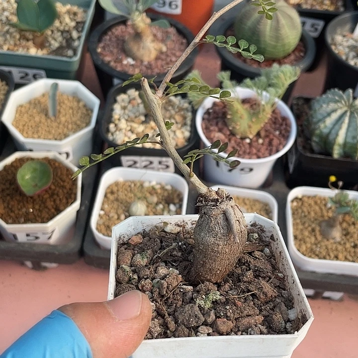 073列加漆树块根，