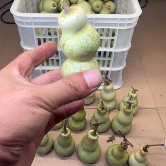 金***生葫芦葫芦笙等多种形式进行宣传