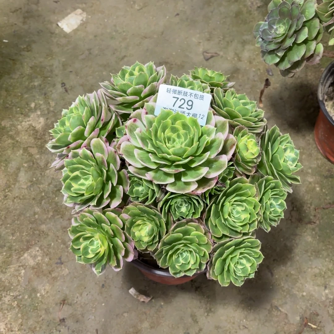 729海王多肉植物法师