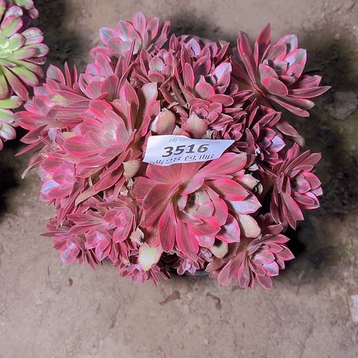 3516浣纱多肉植物歪头2号