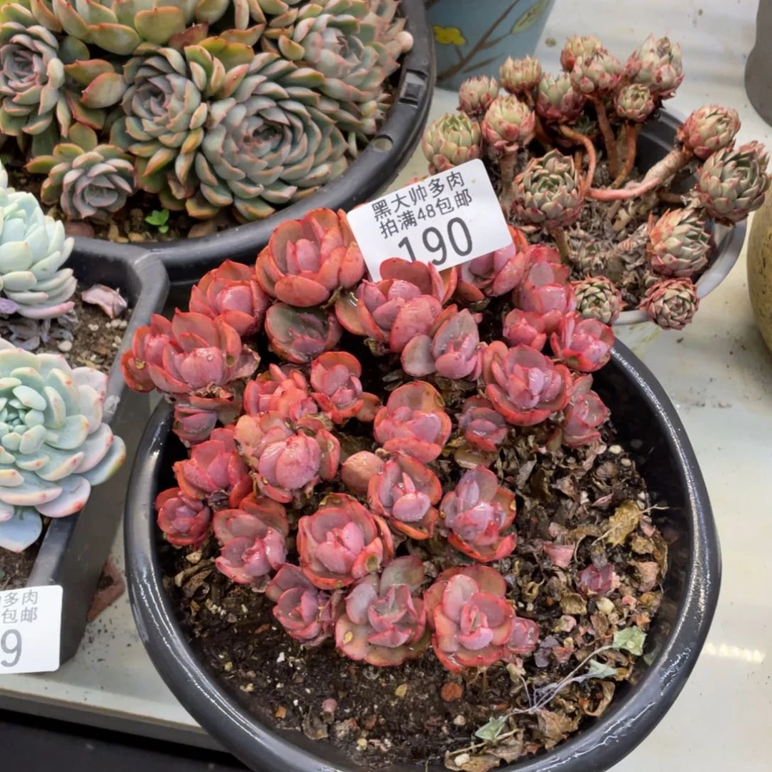 阿*黑大帅多肉190秀妍