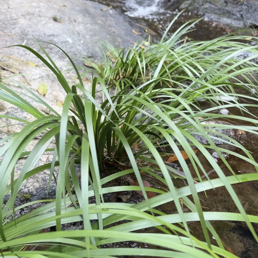 新鲜石菖蒲可盆栽水培土培适合室内外造景耐冬植物
