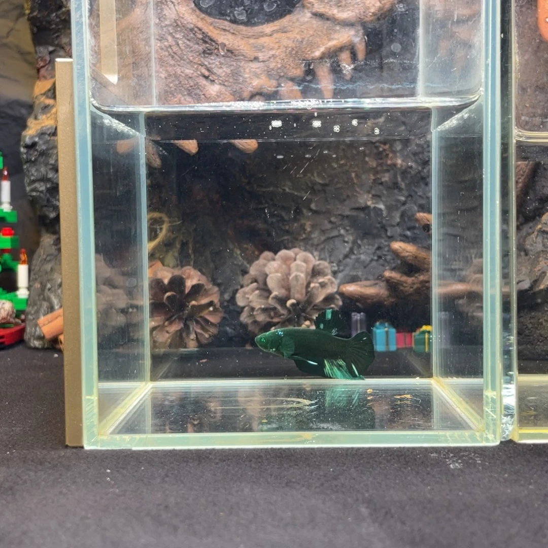 斗鱼十二月二十八日竞价