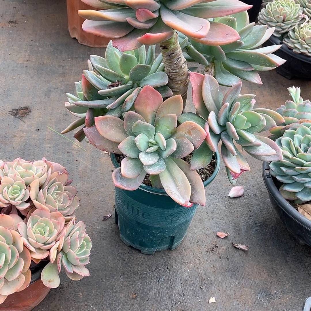 103芒果美人 一物一拍多肉