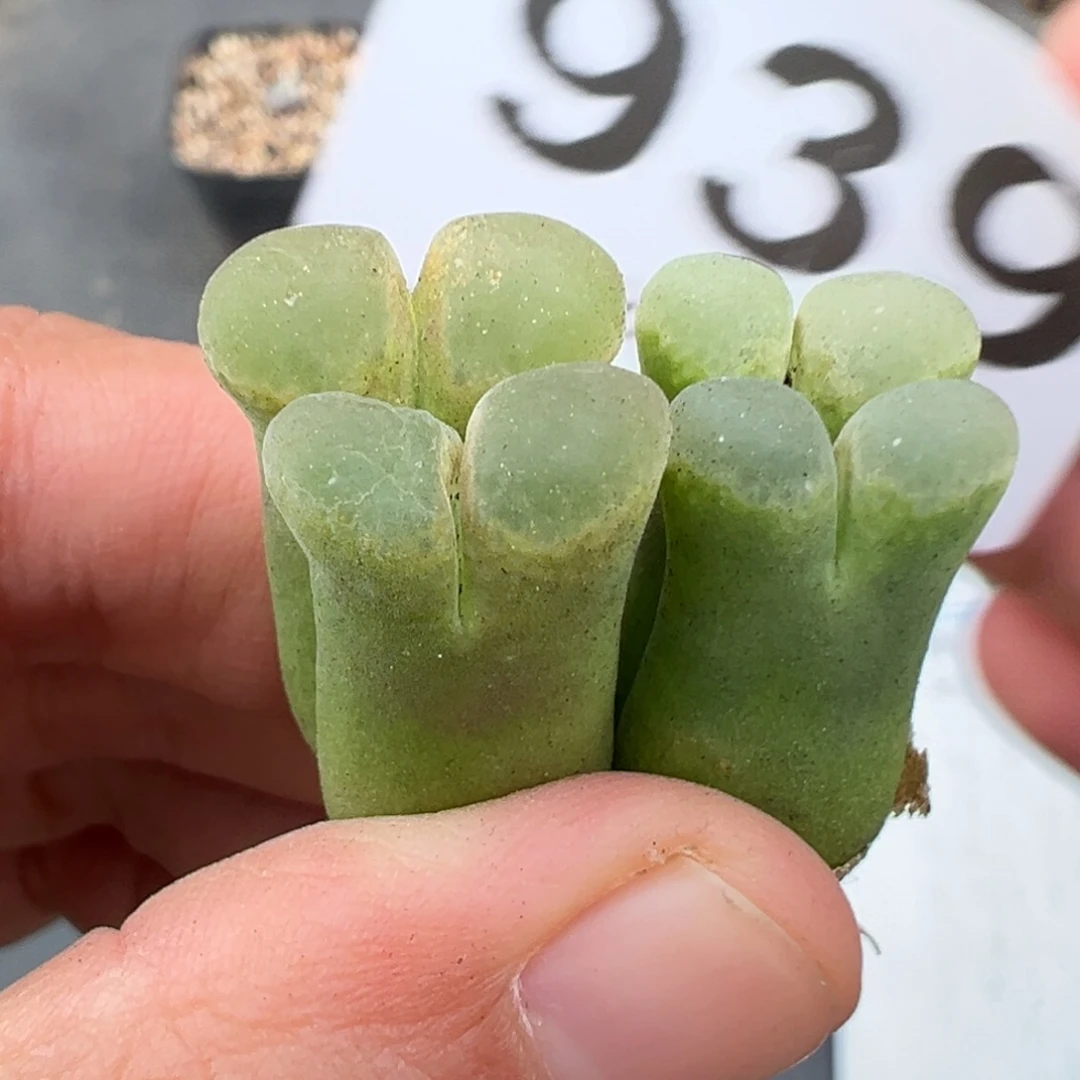 10.20好看的多肉 脱土发货939