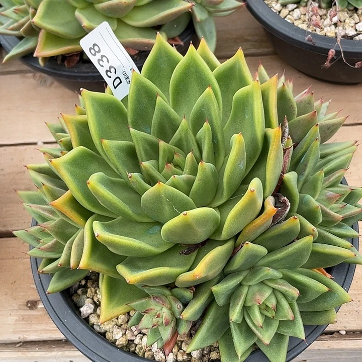 若如东云单拍D338