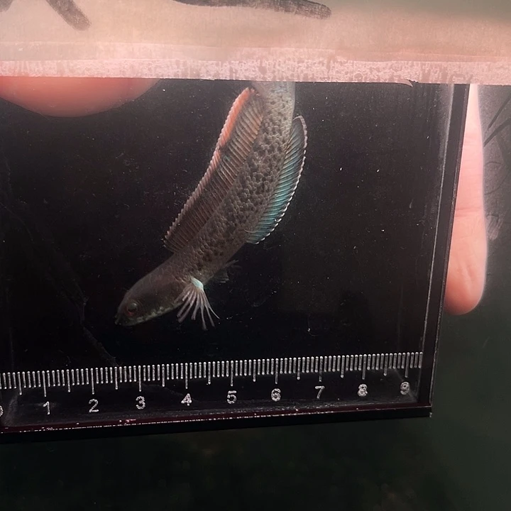 海水鱼鬼王蓝宝石雷龙