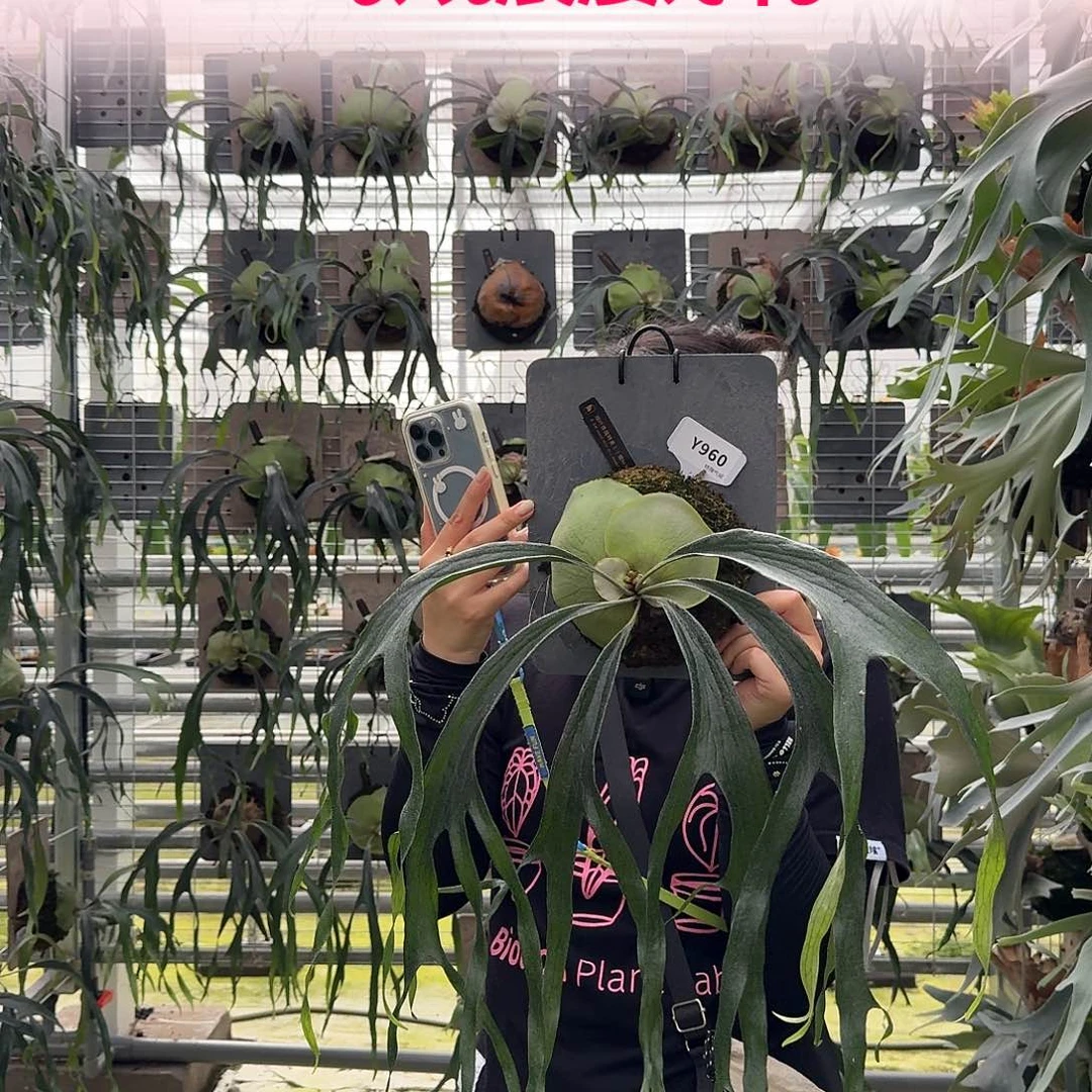 无花朵Y960-小猫咪鹿角蕨