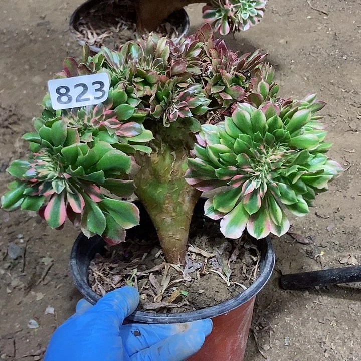 823香妃缀化老板子法师缀