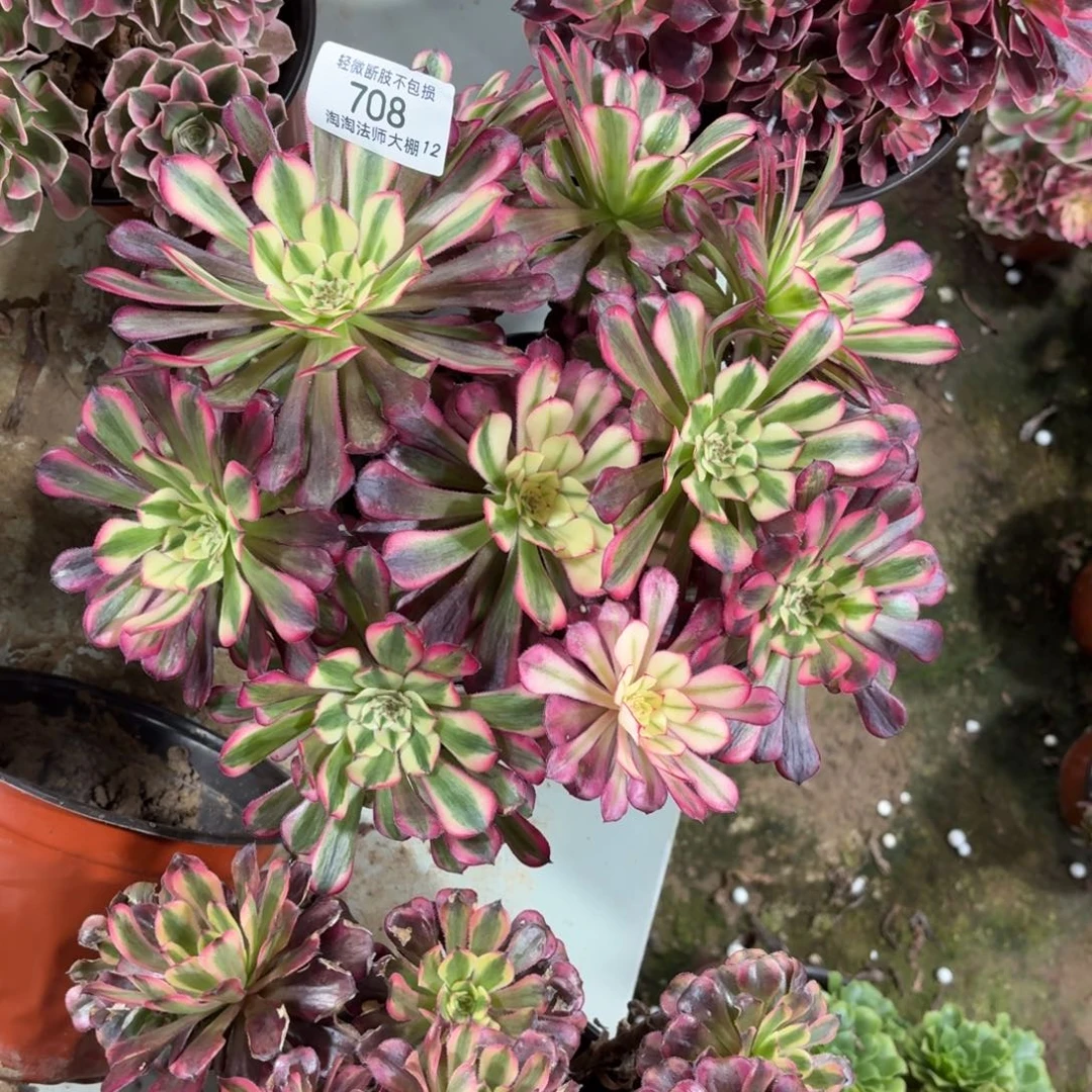 708红铜壶超白丛林多肉