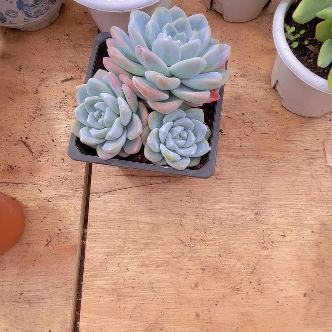 梅***0000000000000140