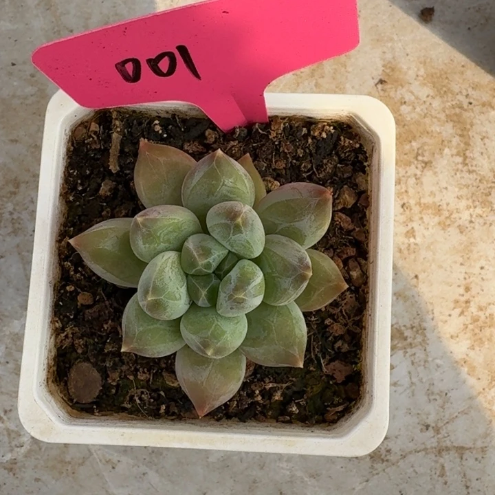 001重楼新号福利价