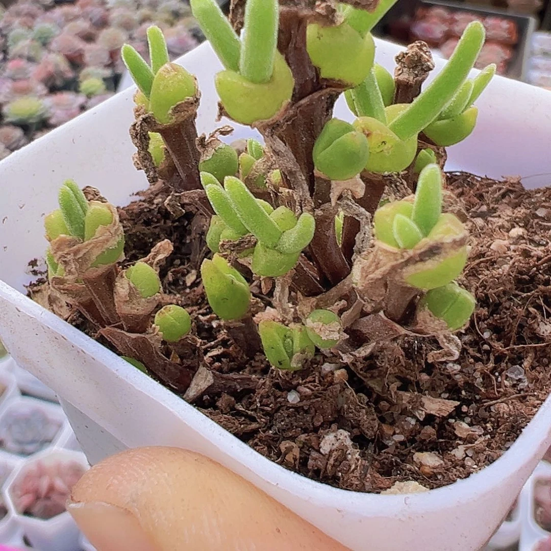 兔子枝干10头起多肉植物