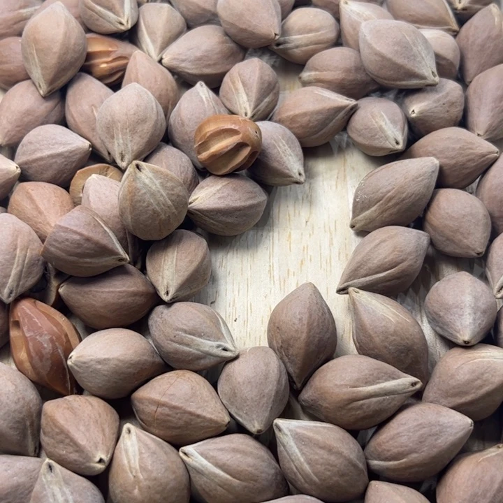 核桃其他1.8-1.9+的橄榄核原料练习核半斤