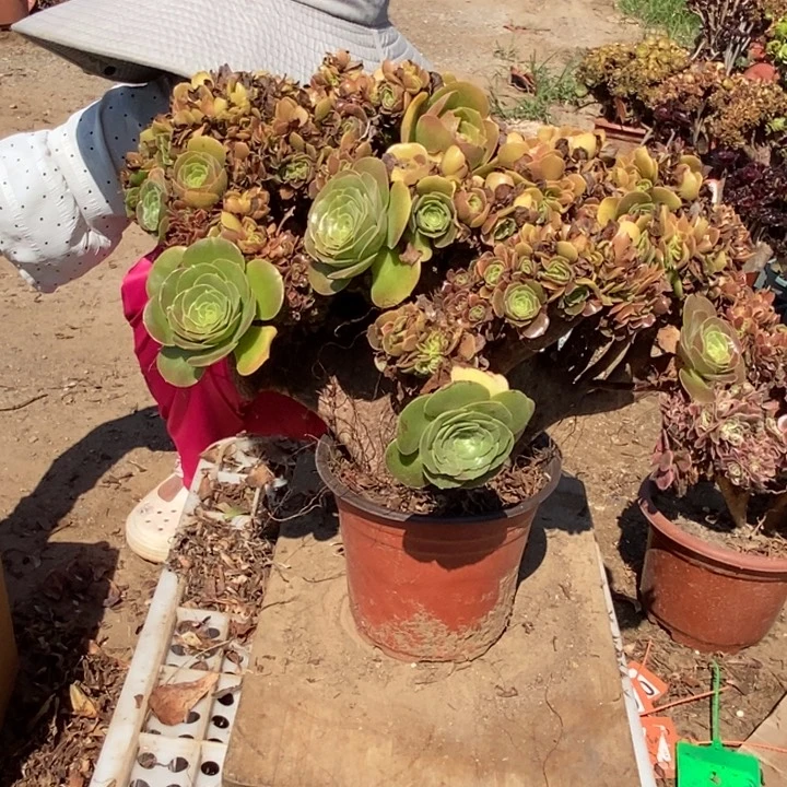 小***雨035玫瑰缀化老桩老桩