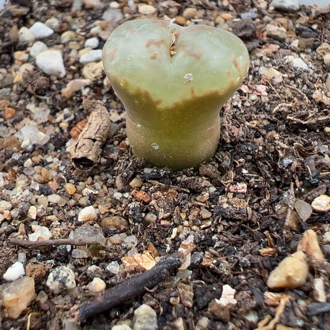 1.17好看的多肉376