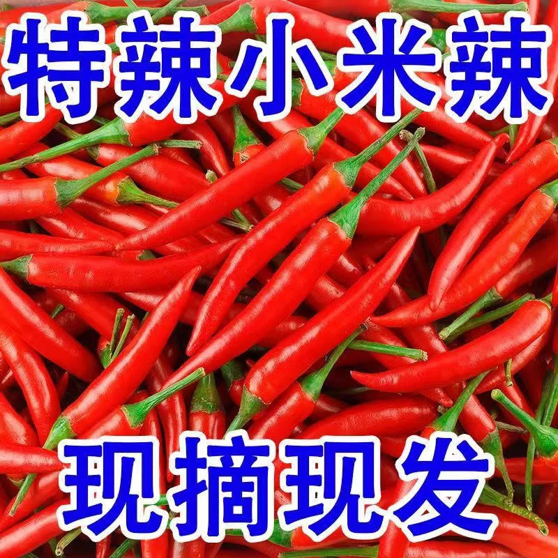 新鲜现摘特辣小米辣可用于餐饮调味的优质蔬菜辣椒