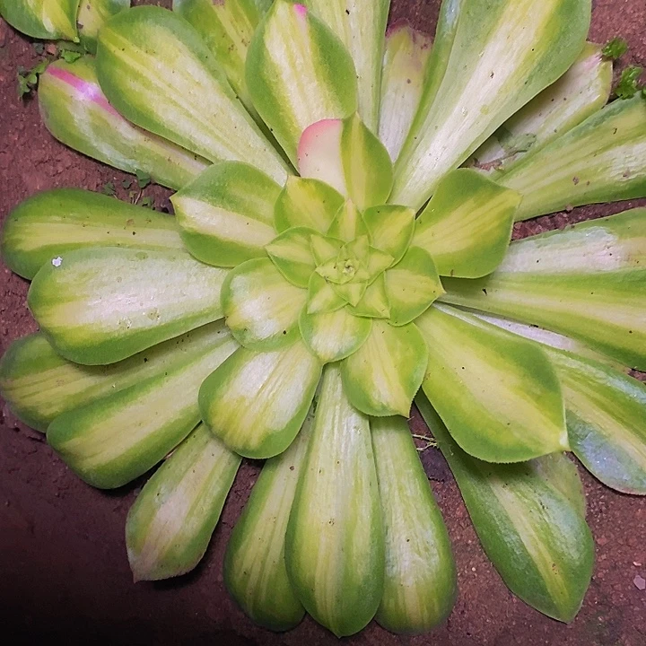 粉体韶华一圈侧芽