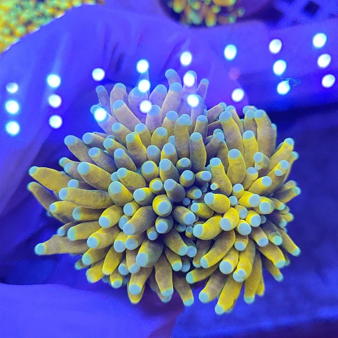 智海珊瑚馆 竞拍链接