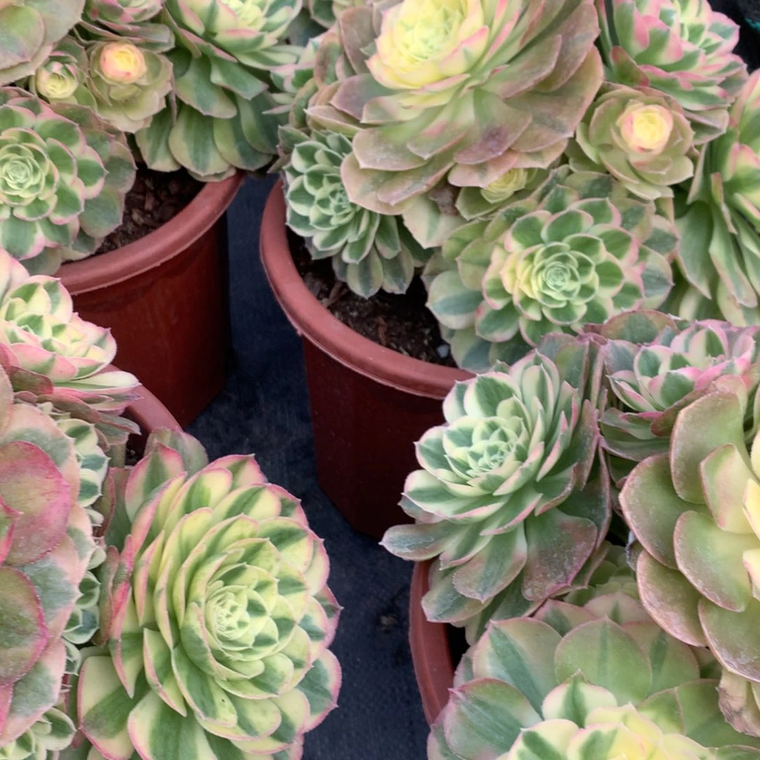 粉钻19.9朵朵朵朵朵朵